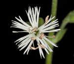 Blue ridge catchfly